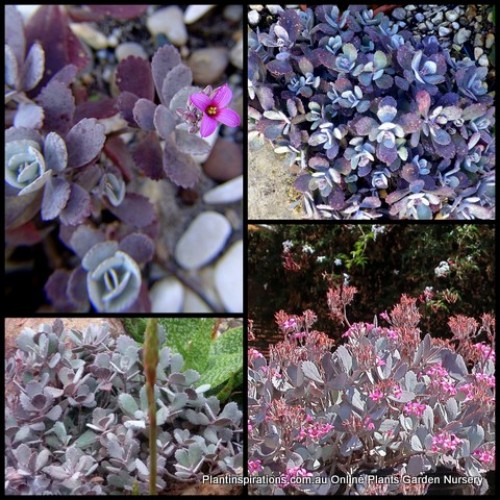 Kalanchoe Quicksilver x 1 Plants Succulents Silver Pink Flowering Hanging Basket Grey Foliage Leaf Rockery Pot Mauve Patio Balcony pumila
